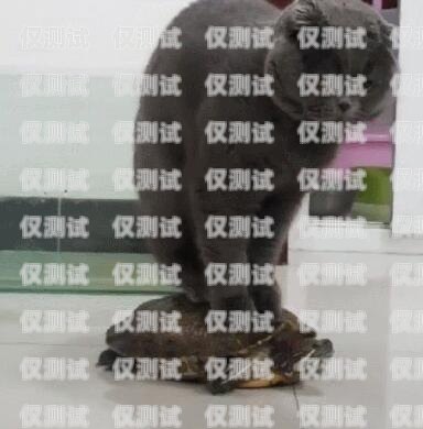 藍貓電銷卡——好用與安全的權衡藍貓電銷卡好用嗎安全嗎可靠嗎