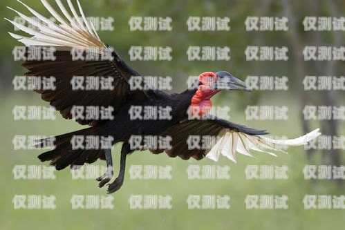 訓鳥外呼系統，助力鳥類訓練的創新工具飛鳥外呼