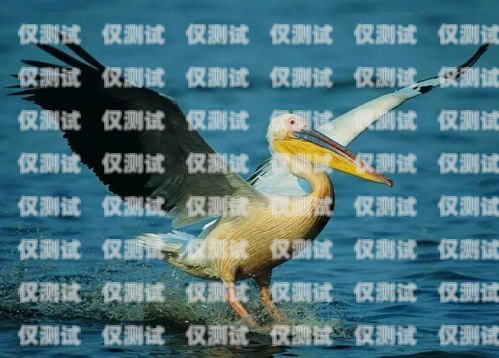 訓鳥外呼系統，助力鳥類訓練的創新工具飛鳥外呼