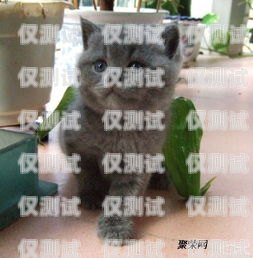 藍(lán)貓電銷卡激活要錢(qián)嗎？藍(lán)貓電銷卡激活要錢(qián)嗎安全嗎